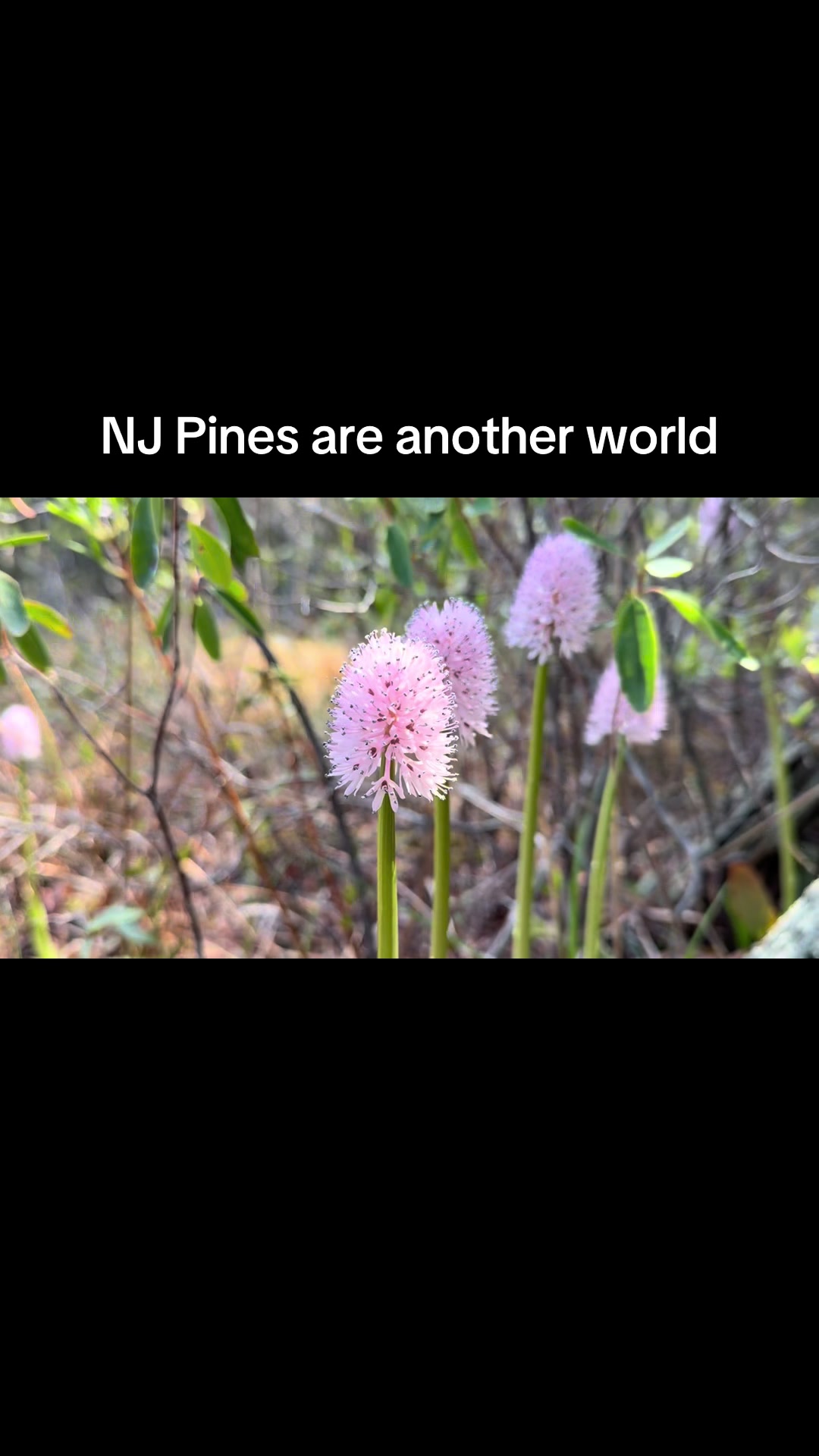 @PineyTribe