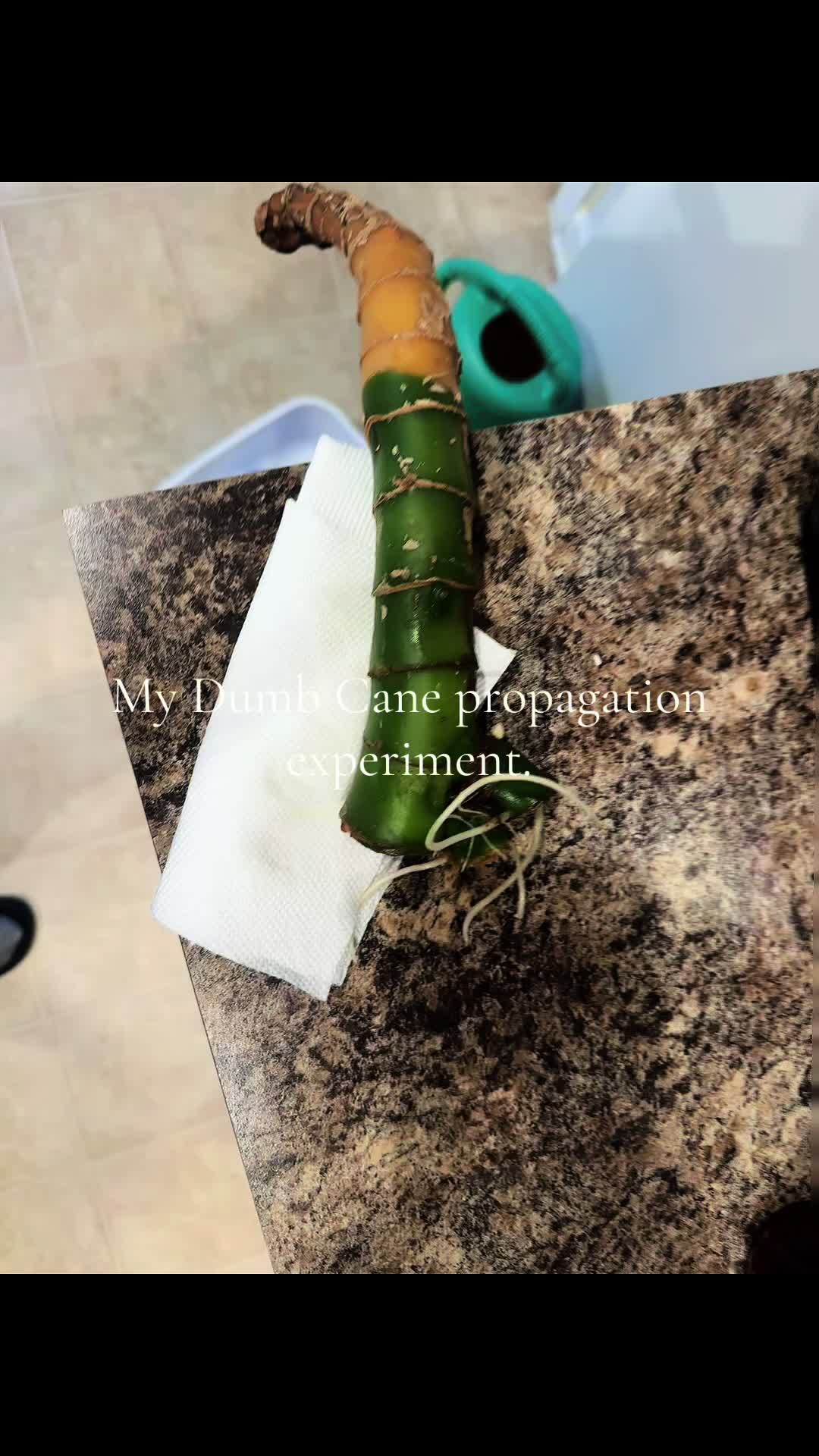 @MoePlantDad