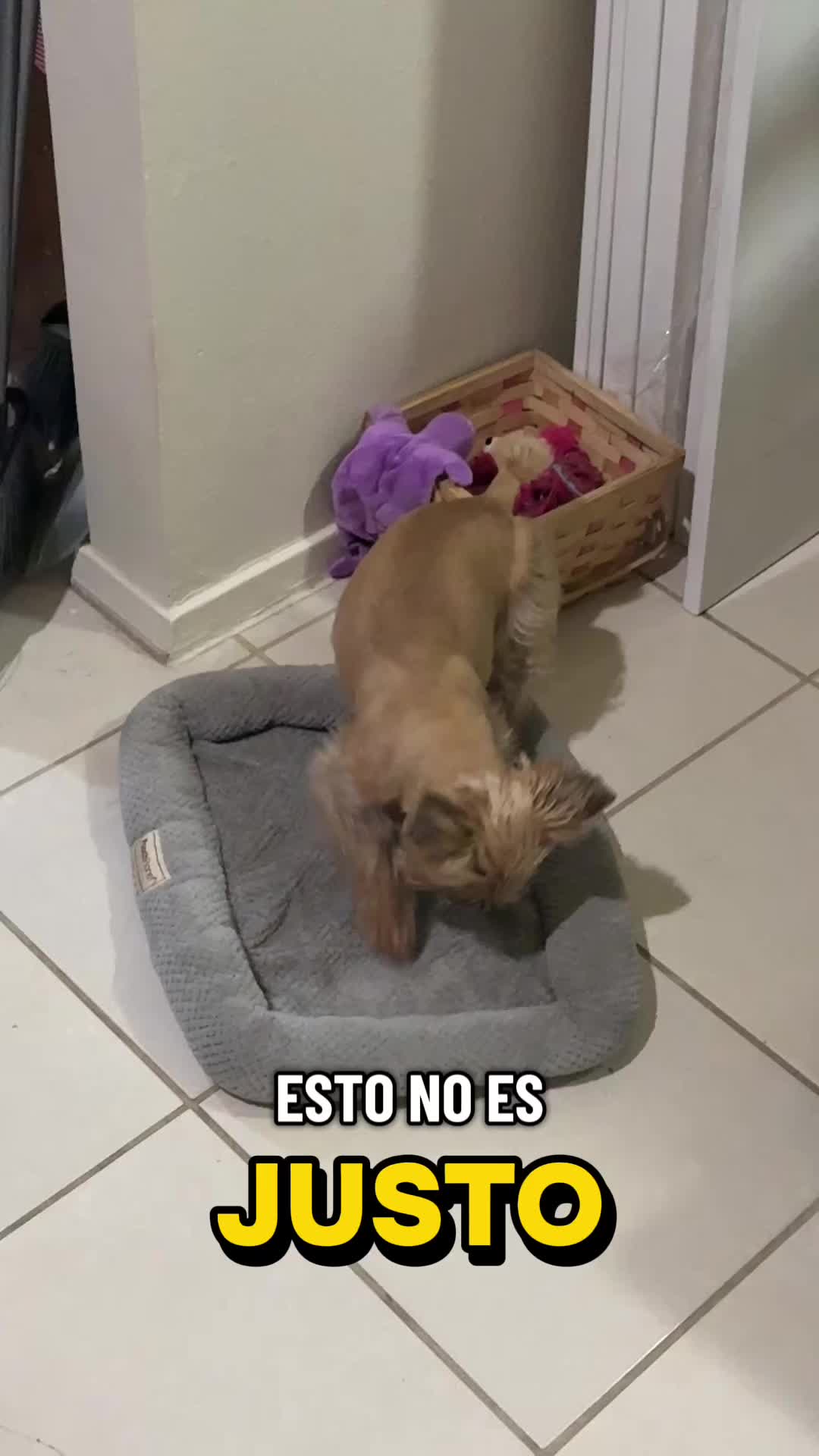 @mili_la_yorki