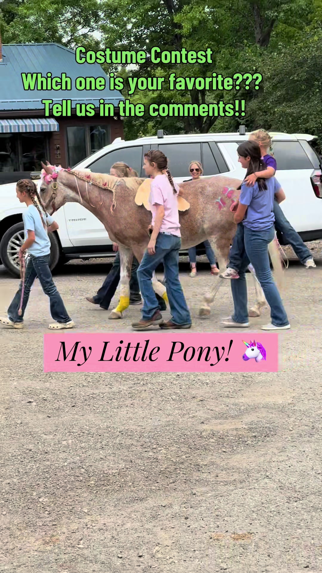 @JD Show Horses