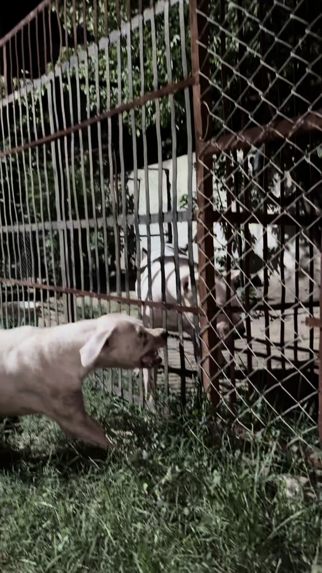 @LIGER the DOGO ARGENTINO