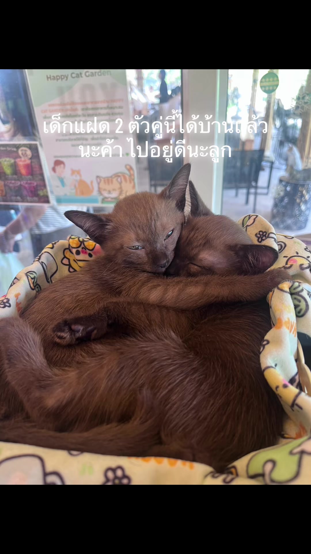 @happycatgarden.thailand