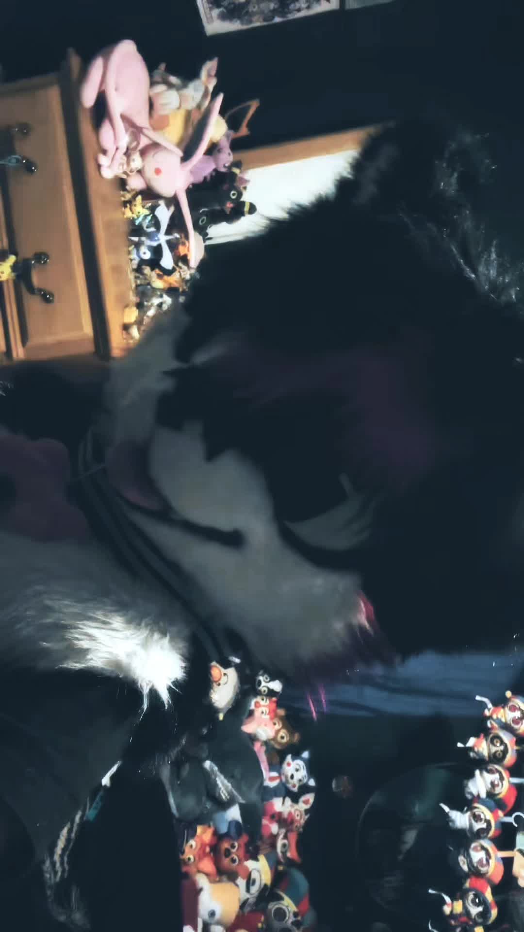 @✮彡🐾NOOT🐾✮彡