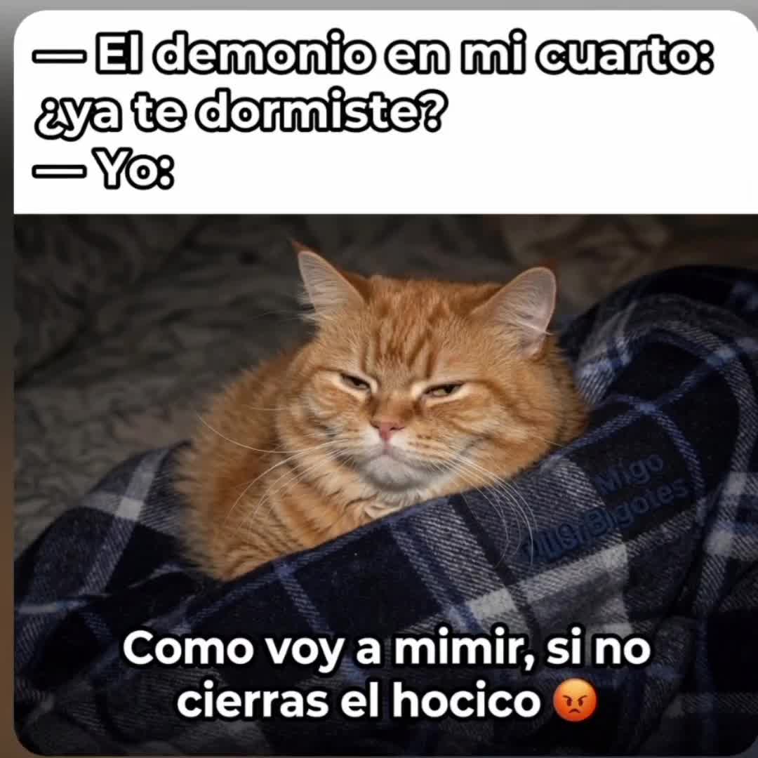@el panda solitario