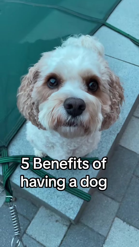@My Cavachon