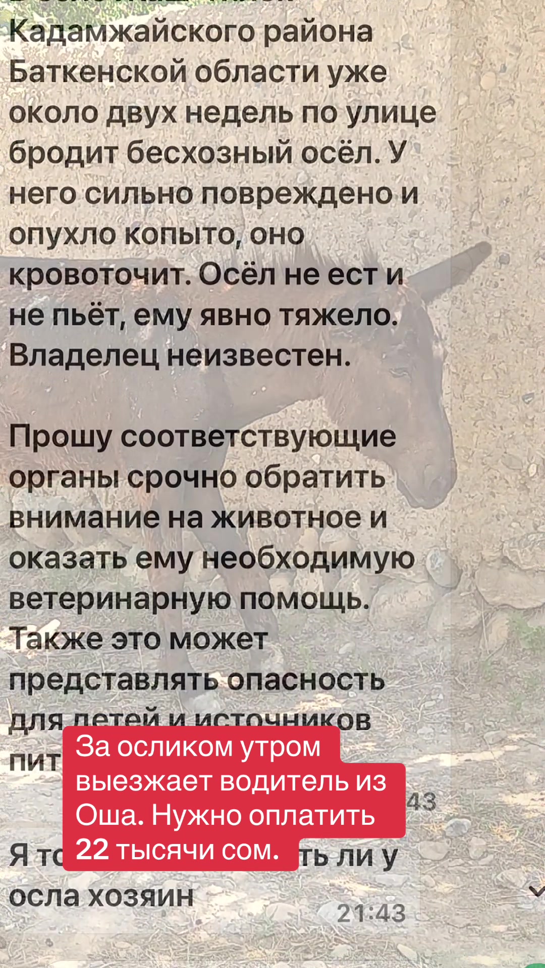 @Приют Ковчег Кыргызстан