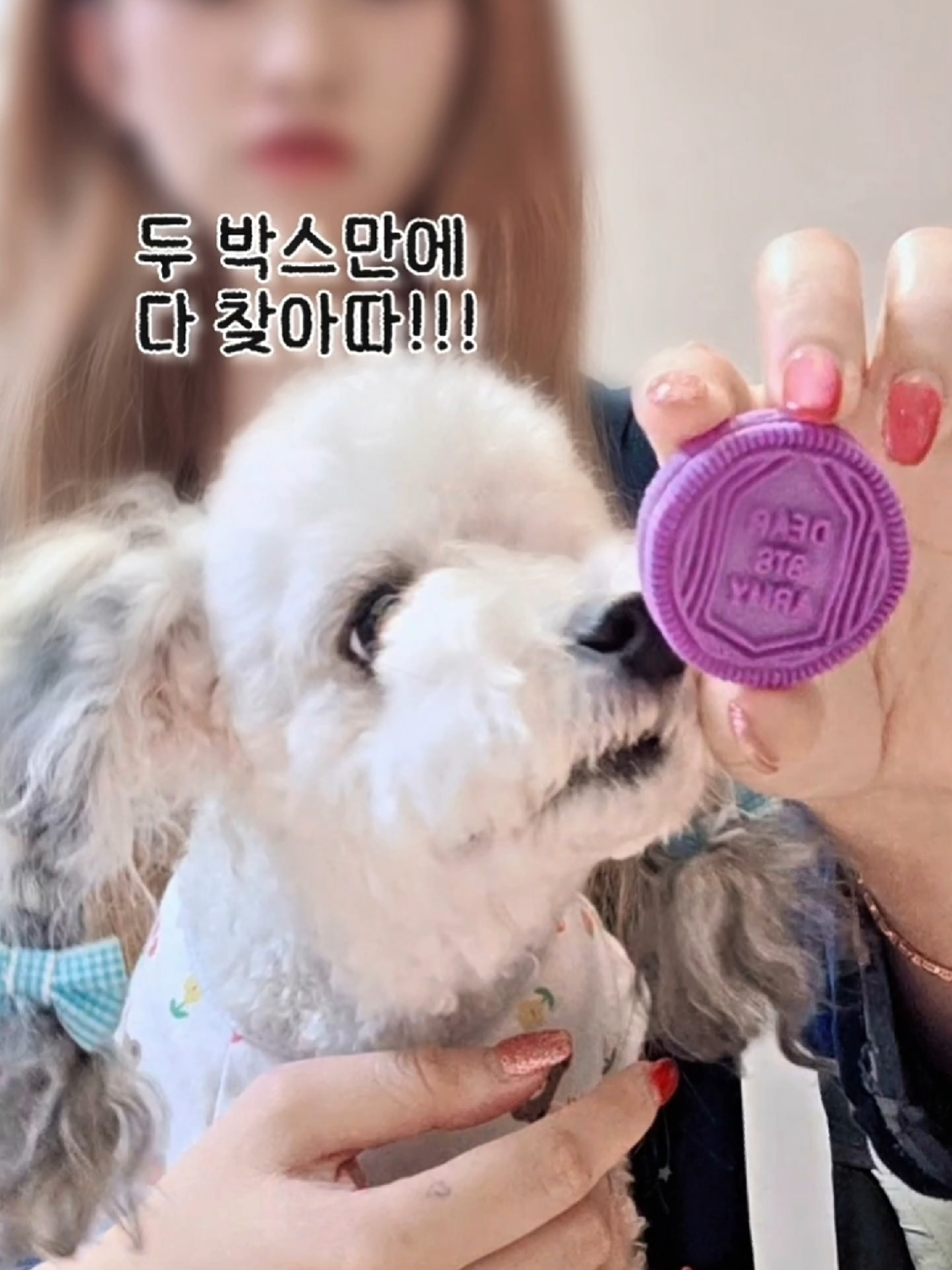@바로아치 | 강아지와 사는 우리집 🐶