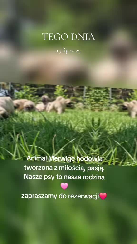 @Animal merwige fci