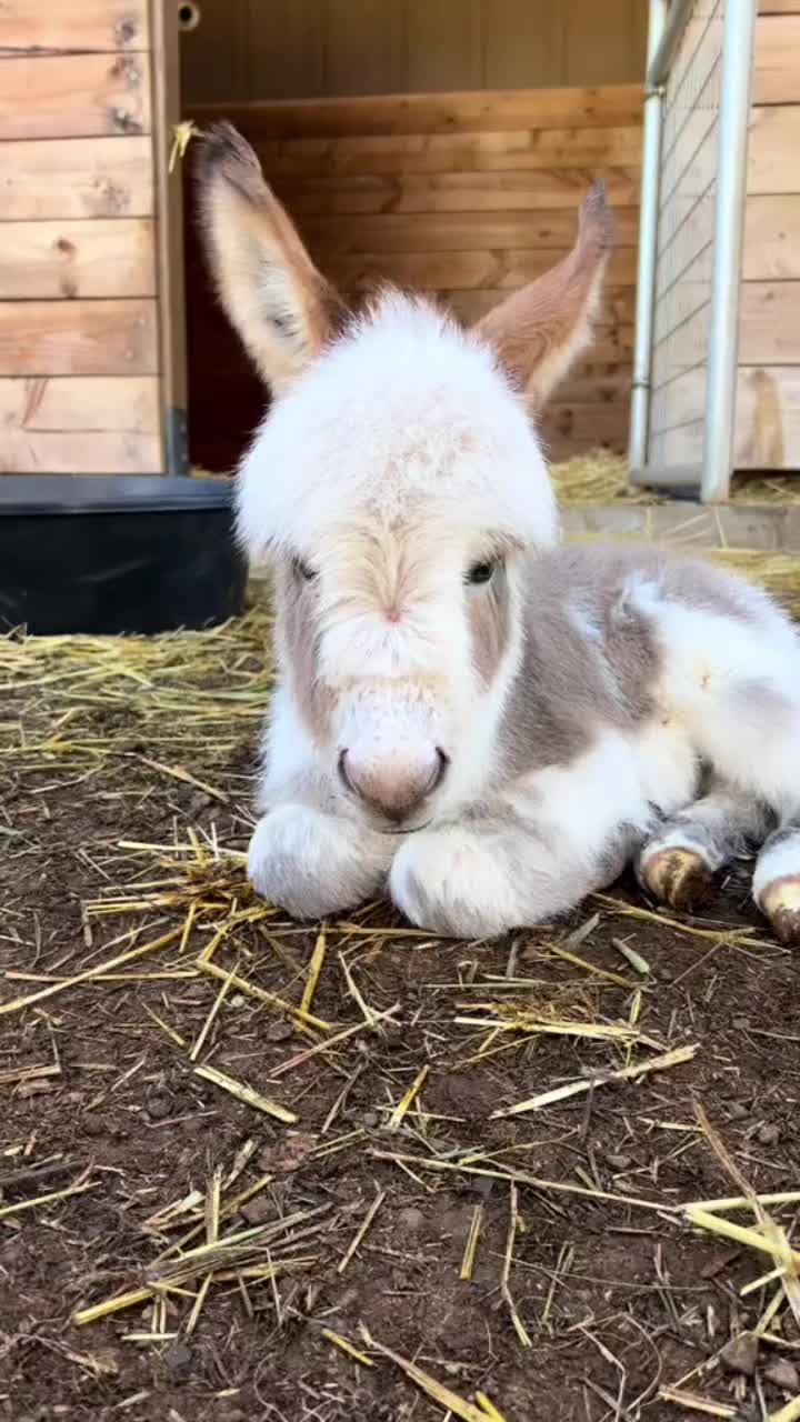 @Double Donkey Ranch