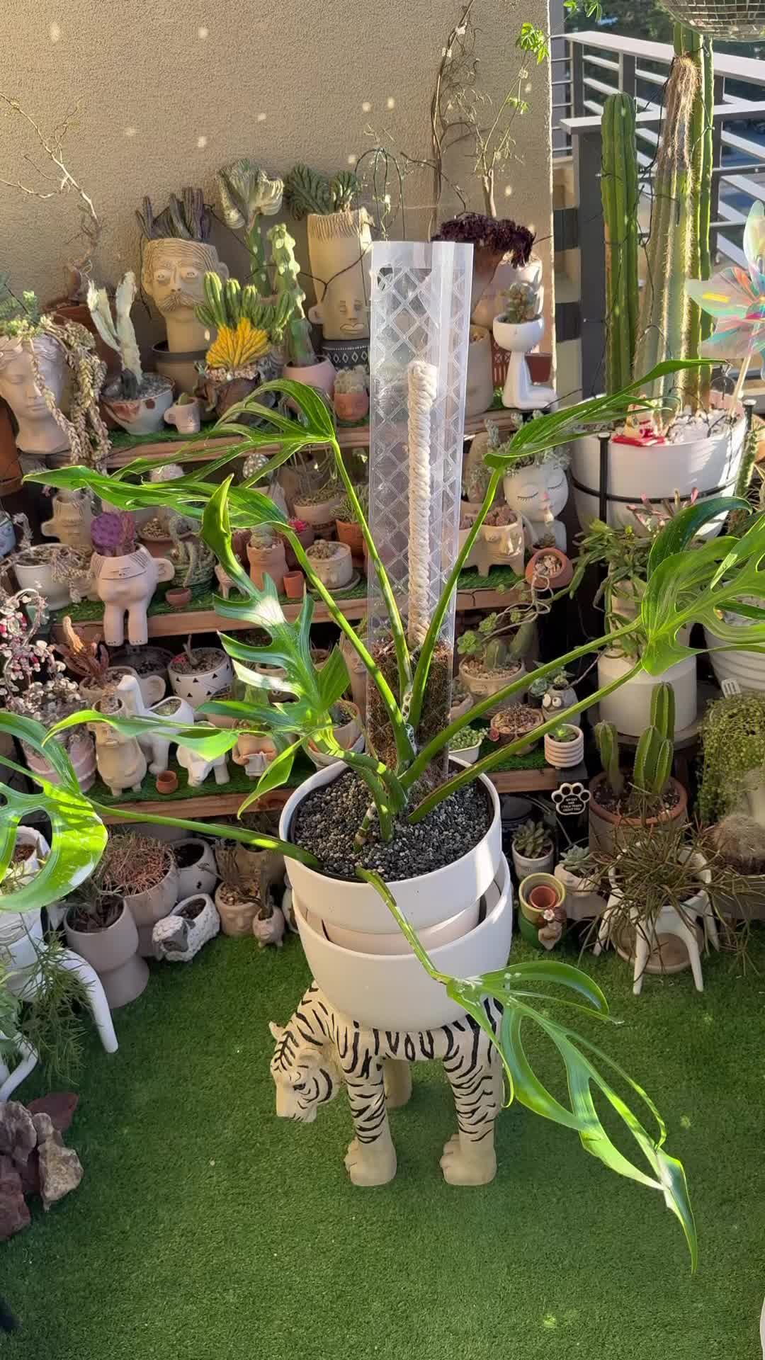 @Cyril’s Plants | Cats | DIY 🌿