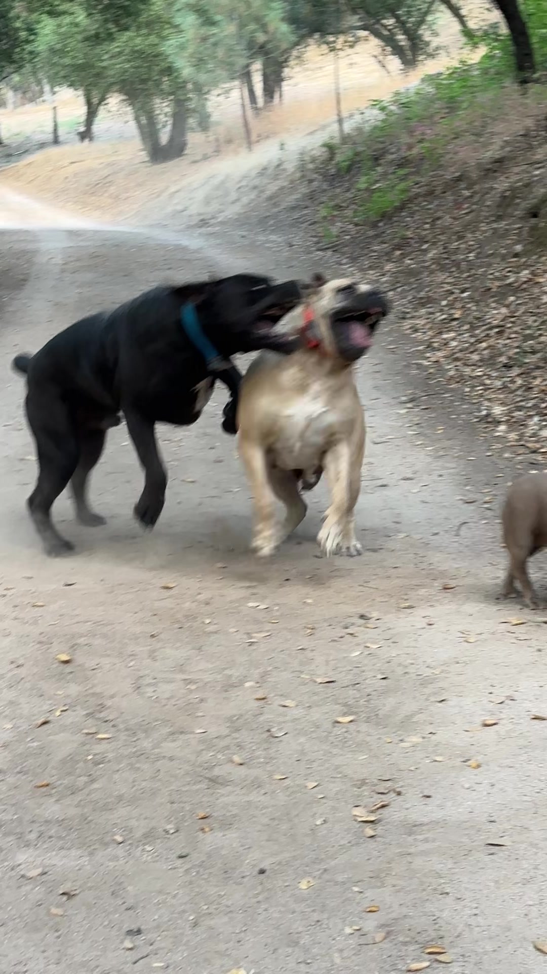 @Bigfoot Boerboels
