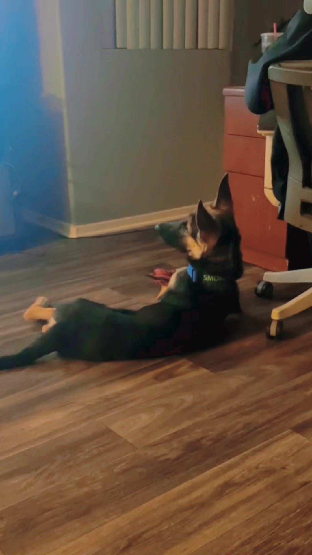 @💙SmokeyTheBear🐻🐾