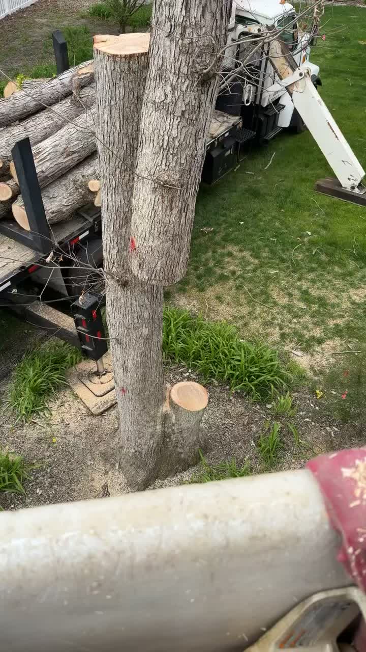 @Buzzsawtrees