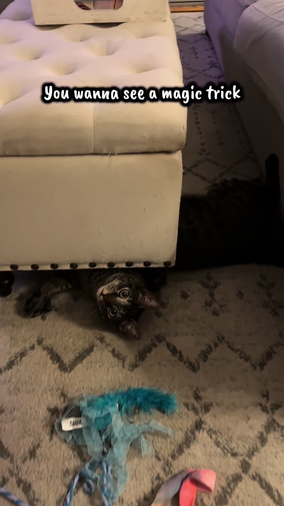 @TailsandWhiskersCo