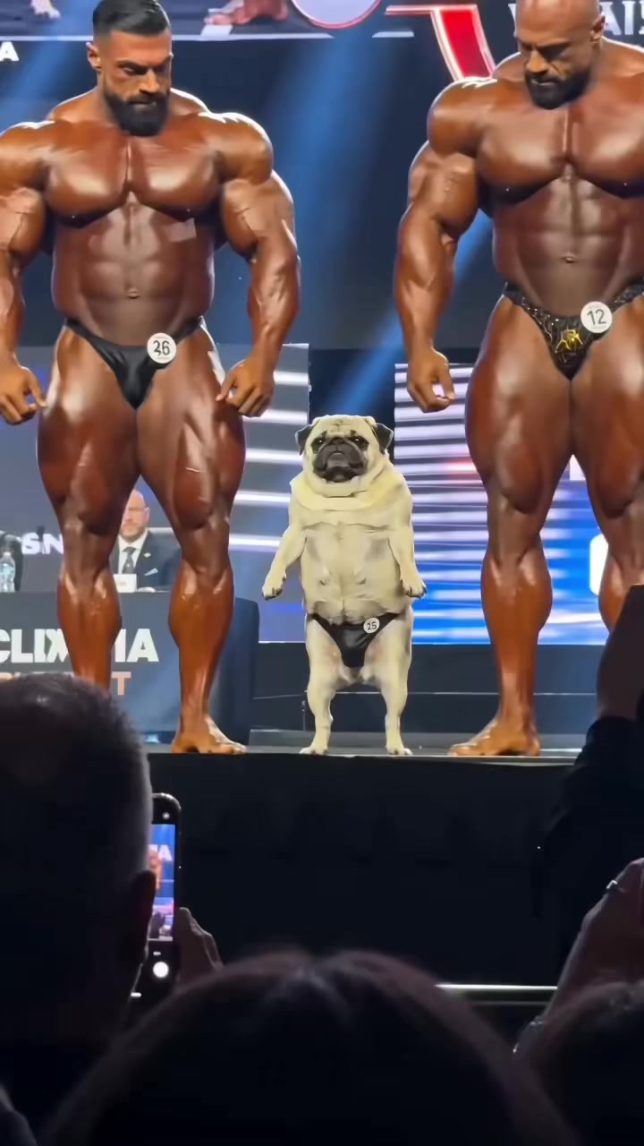 @Lucas The Pug