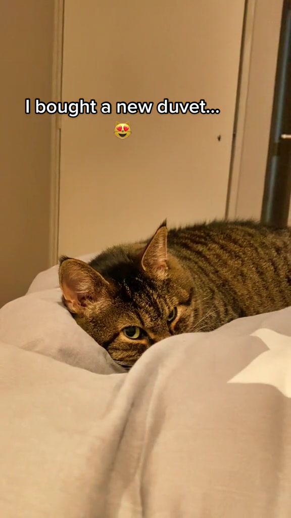 @Joep_the_ rescuecat