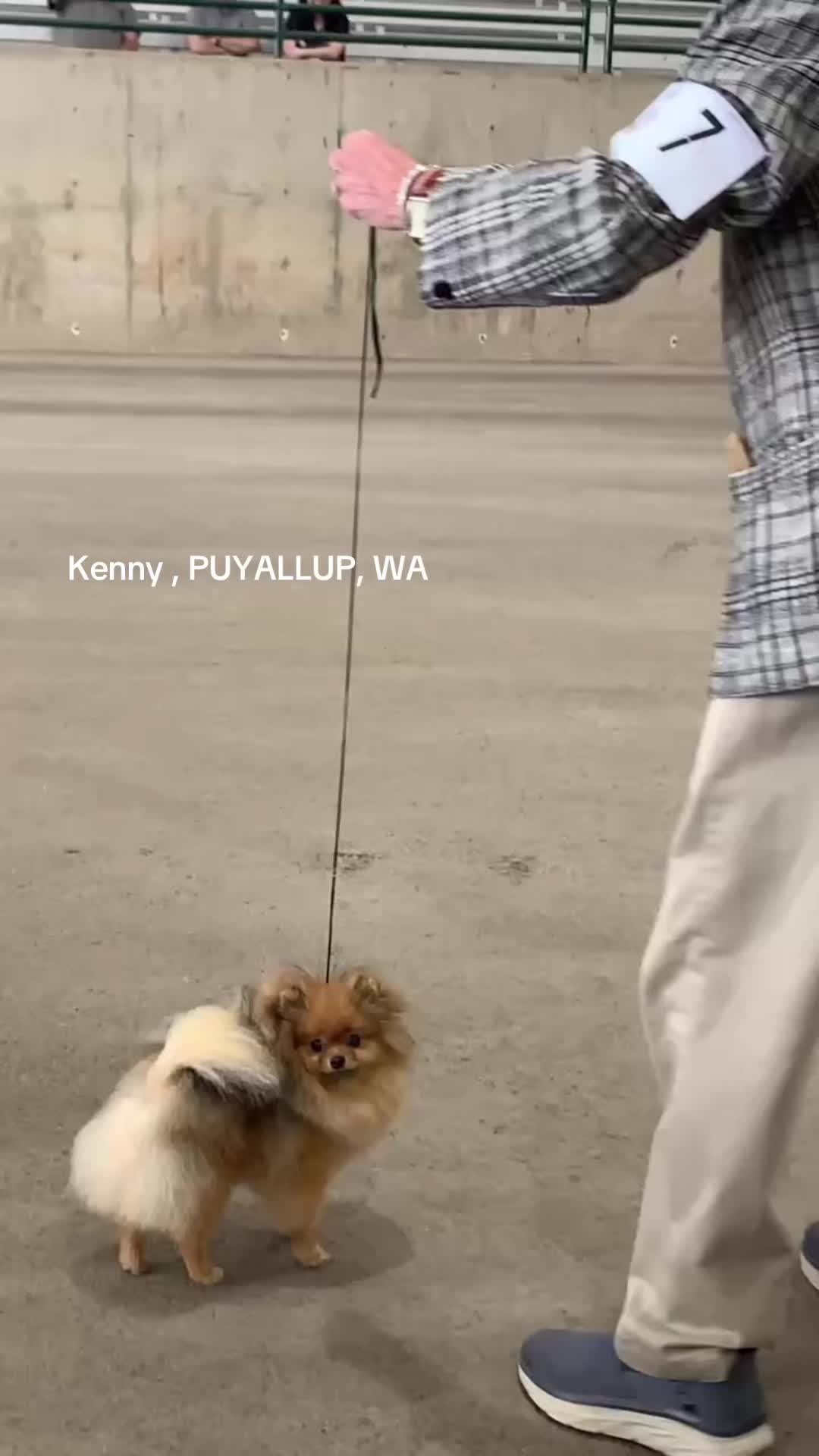 @Life of MESHKA the Pomeranian