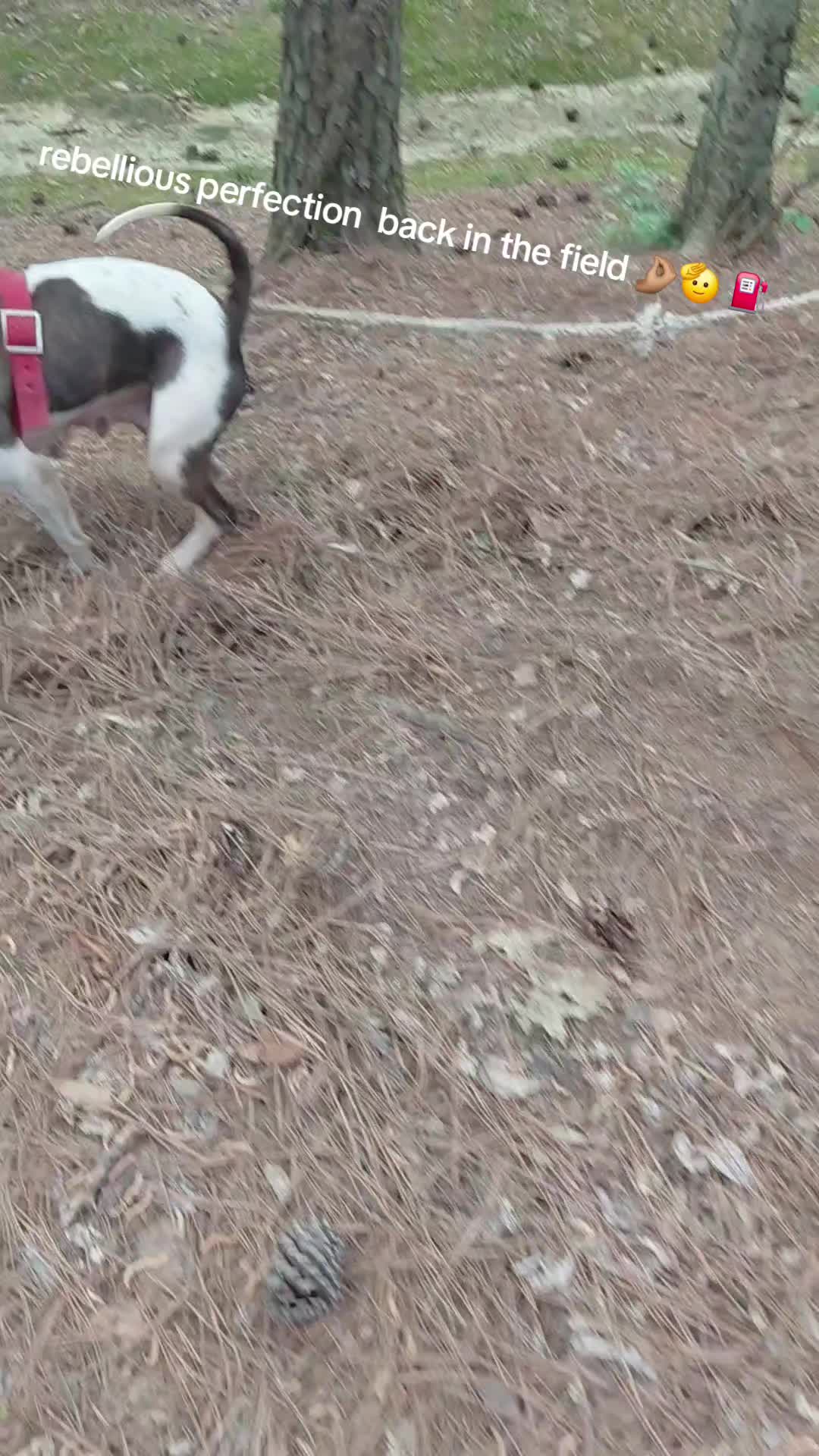 @MR I WORK DOGS