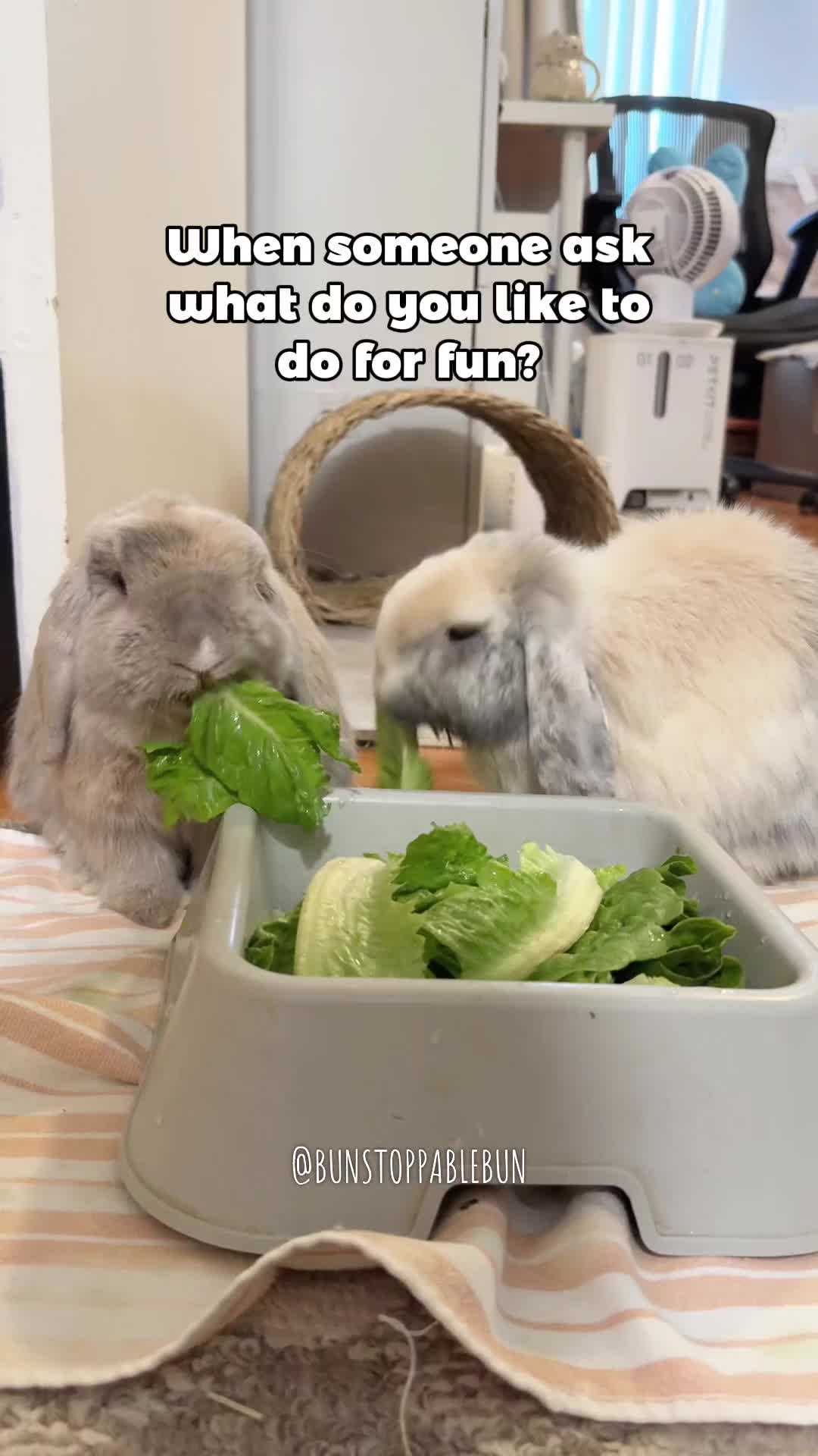 @BunBun, Mochi🌈, Chewy