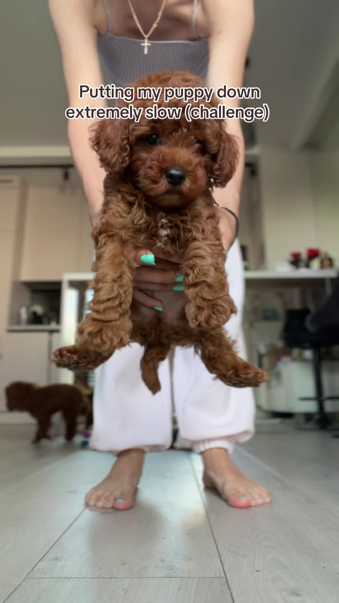 @Royalpuppy.world