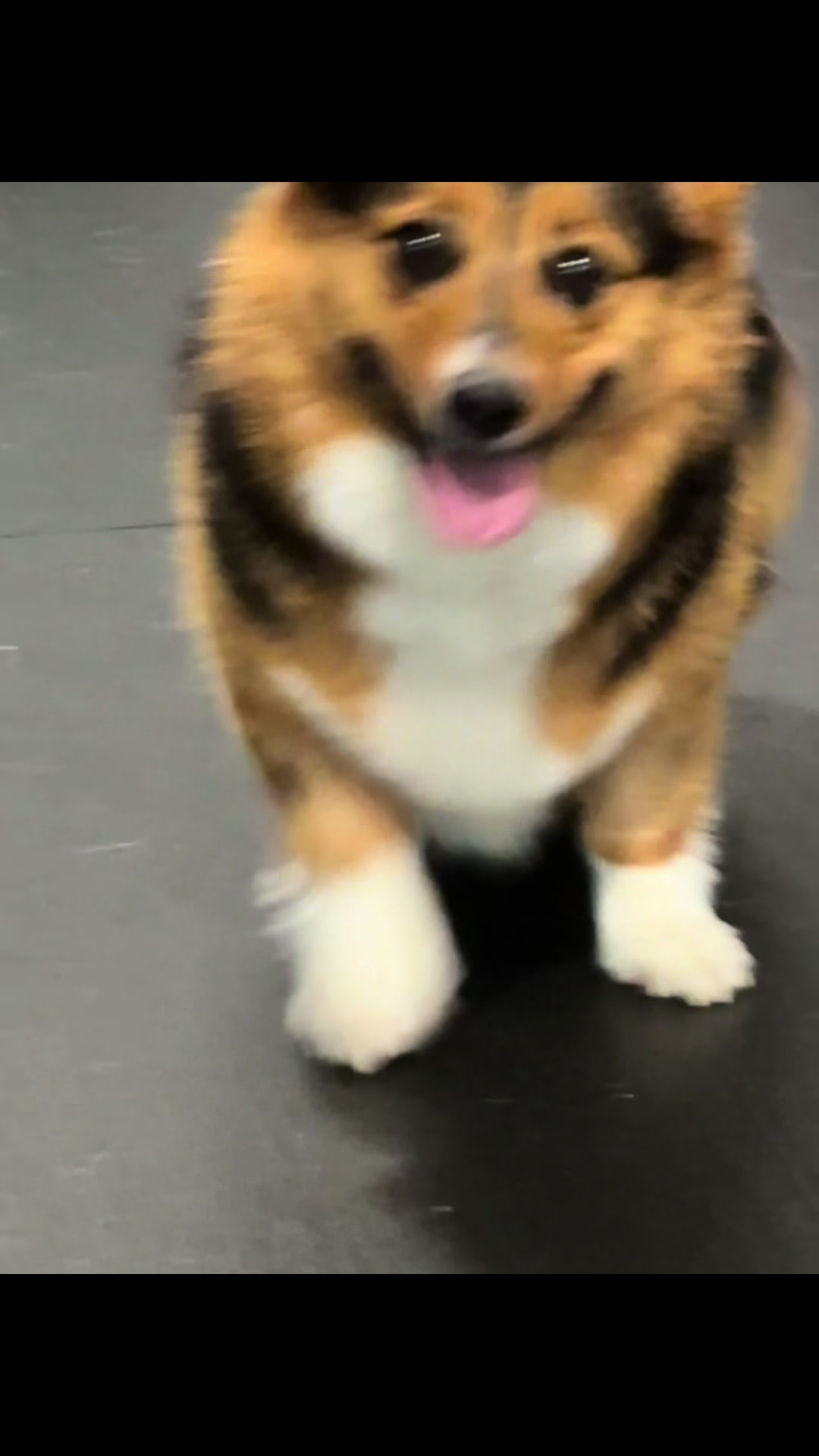@dogmom76