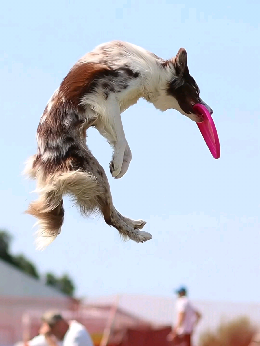@Sup.Collies🧡💙