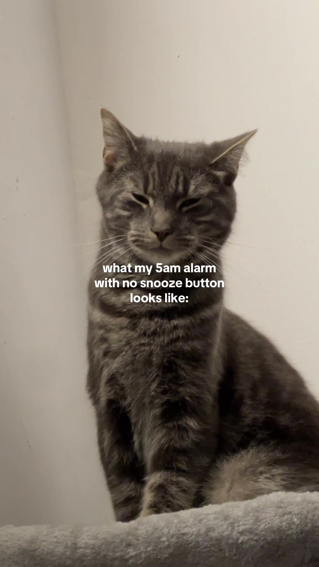 @lilcatloki