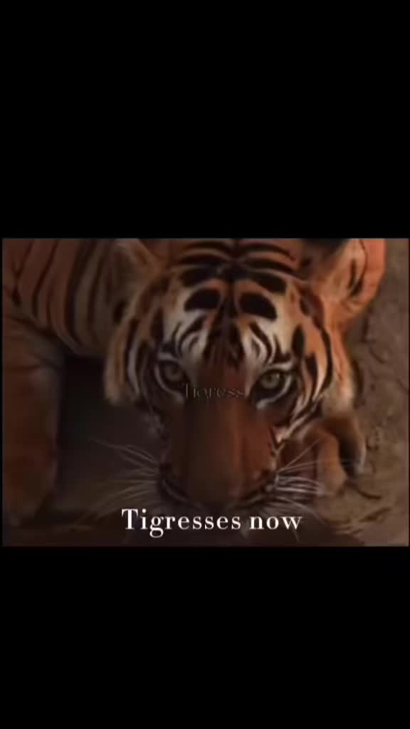 @tigress.empress_nnq