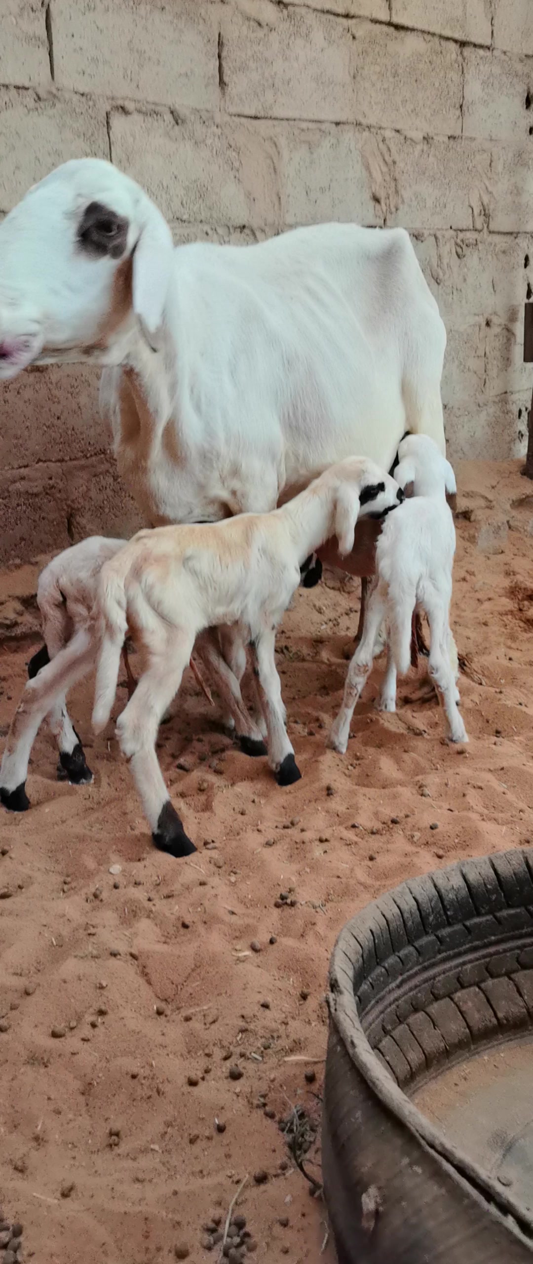 @مراح ابو يزيد الضان القبرص