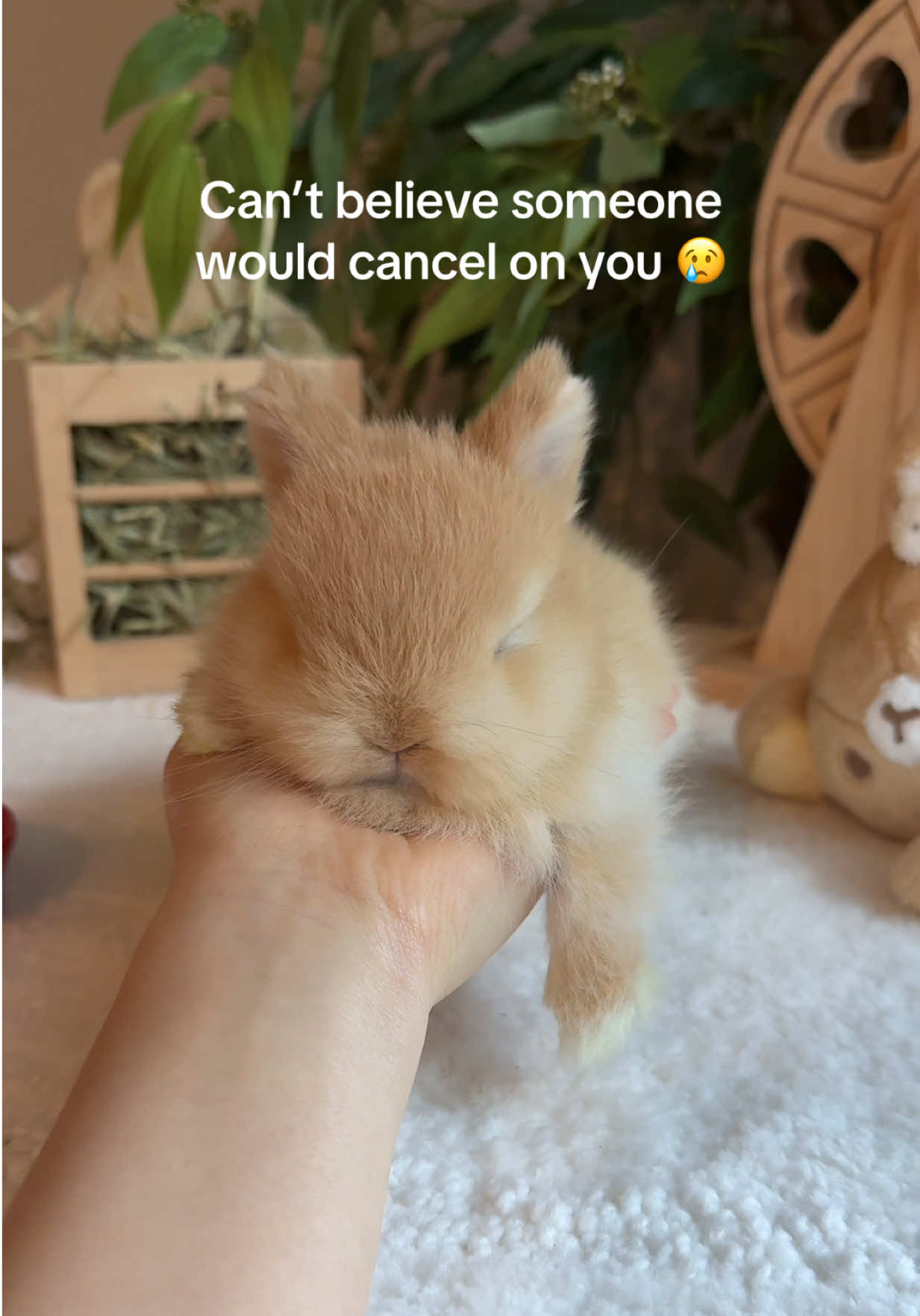 @Fluffy Bunny Orlando