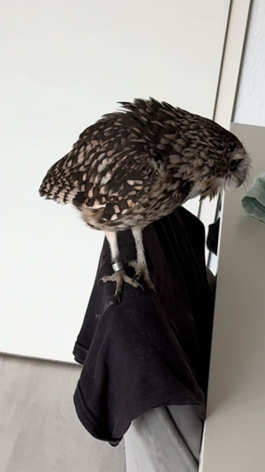 @Kreischhuhn Karma 🦉