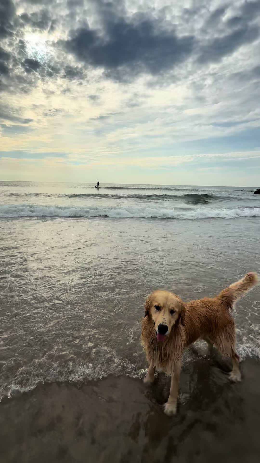 @rigatoni_thegolden