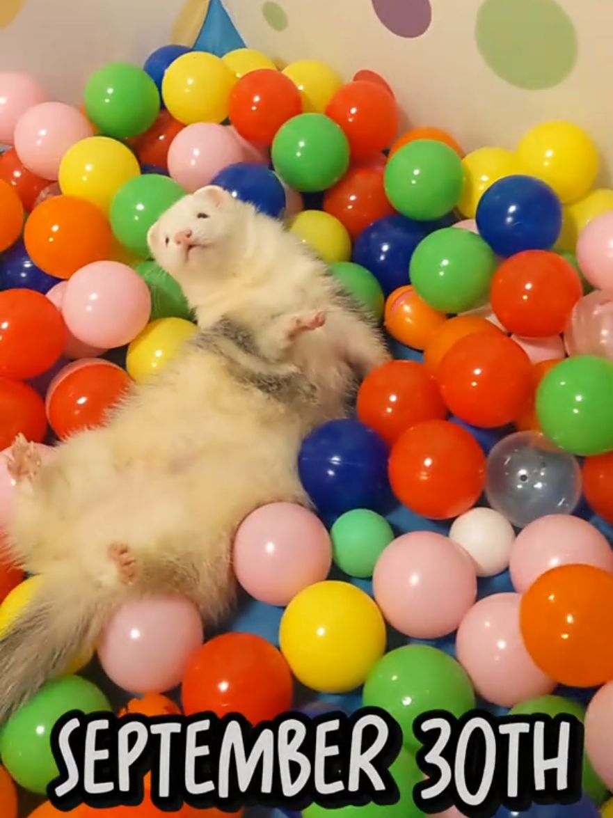 @Chaos Critters