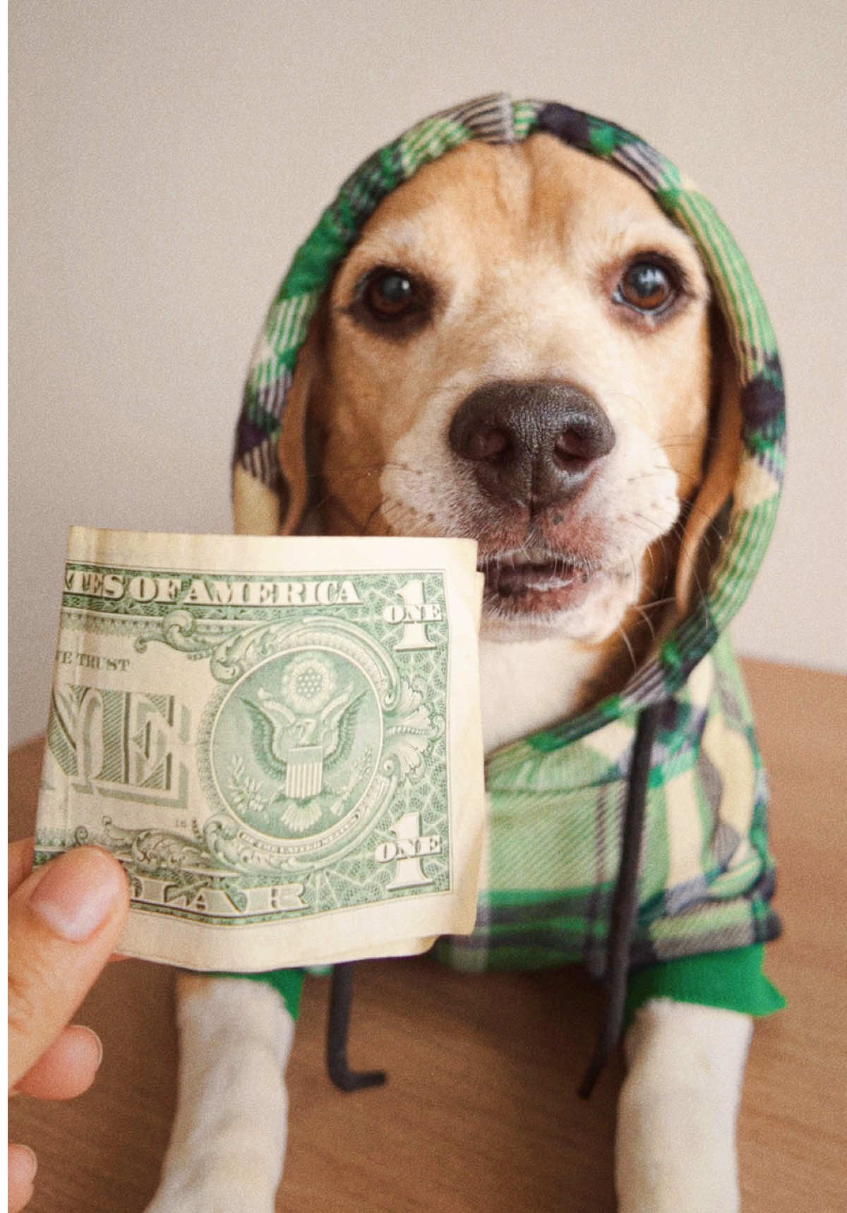 @Jake el perro