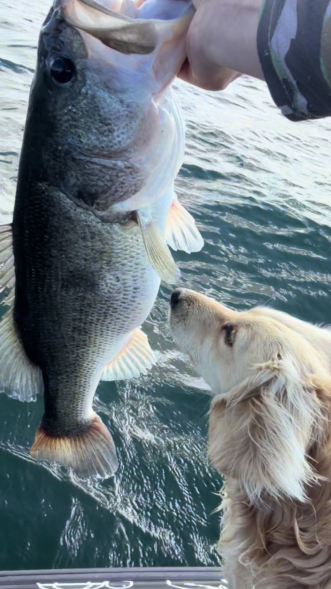 @braydenstokerfishing