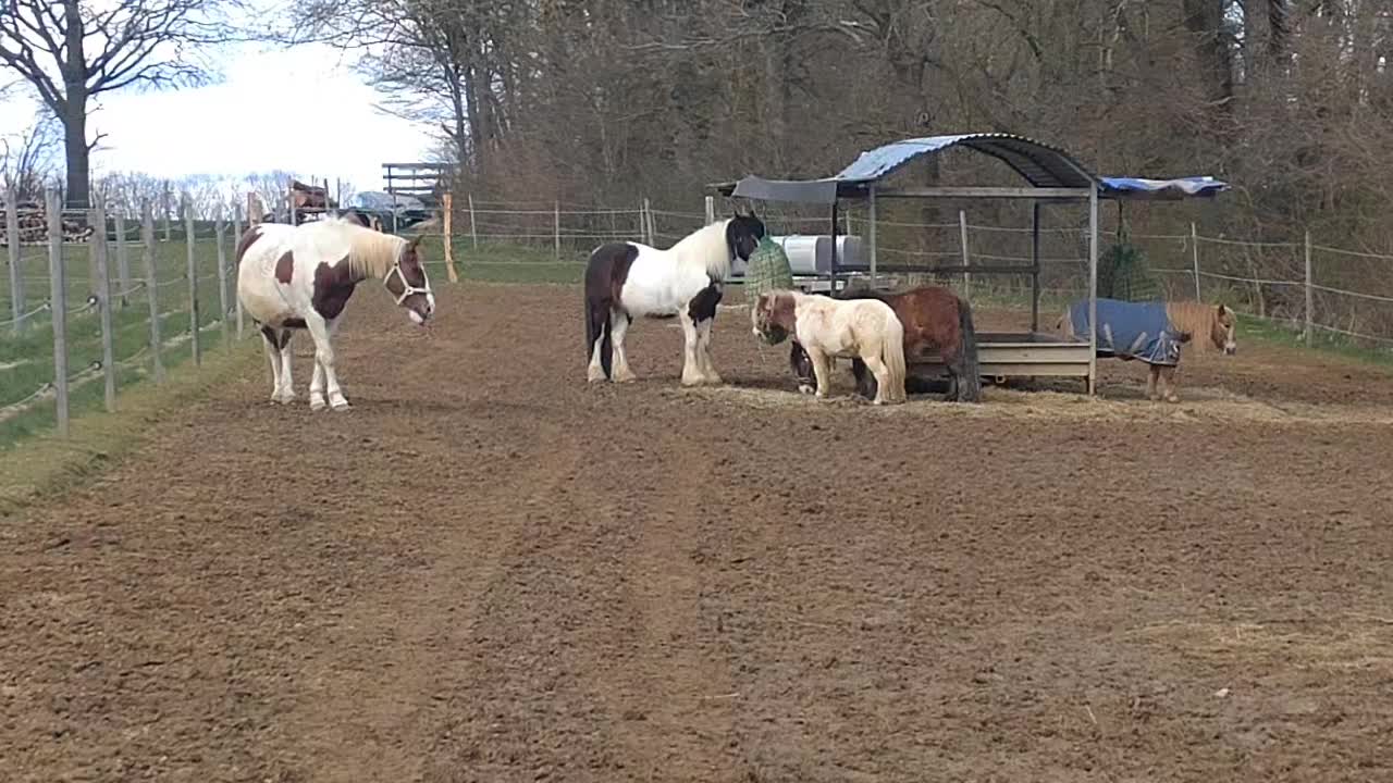@💞🐴 Madeleine 🐴💞