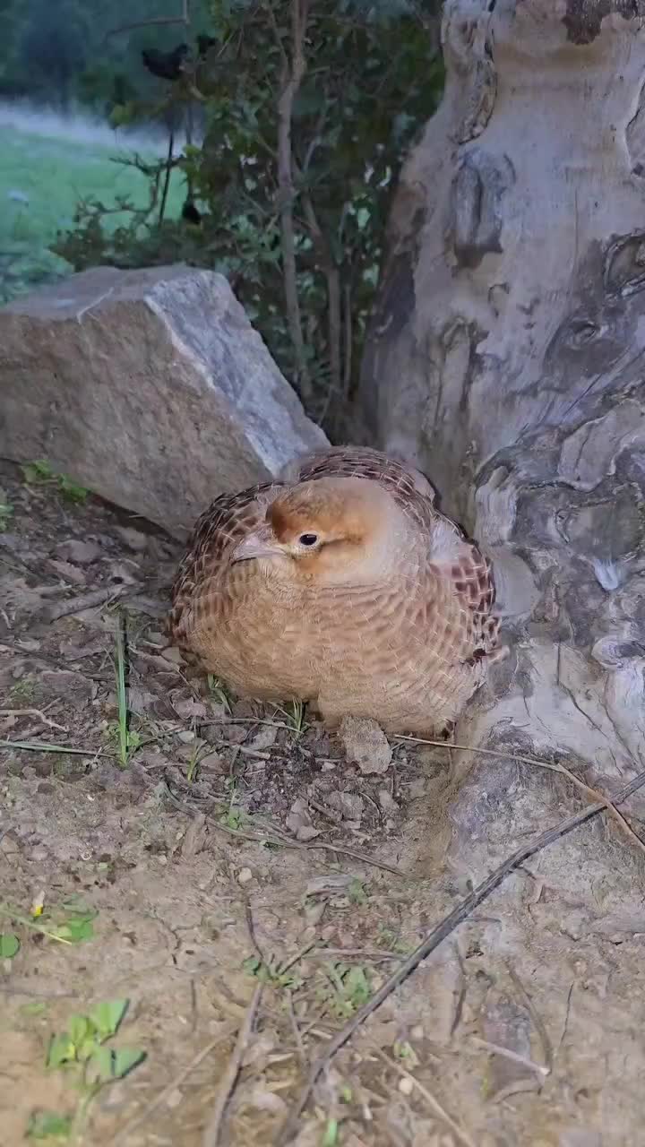 @Birds Lover