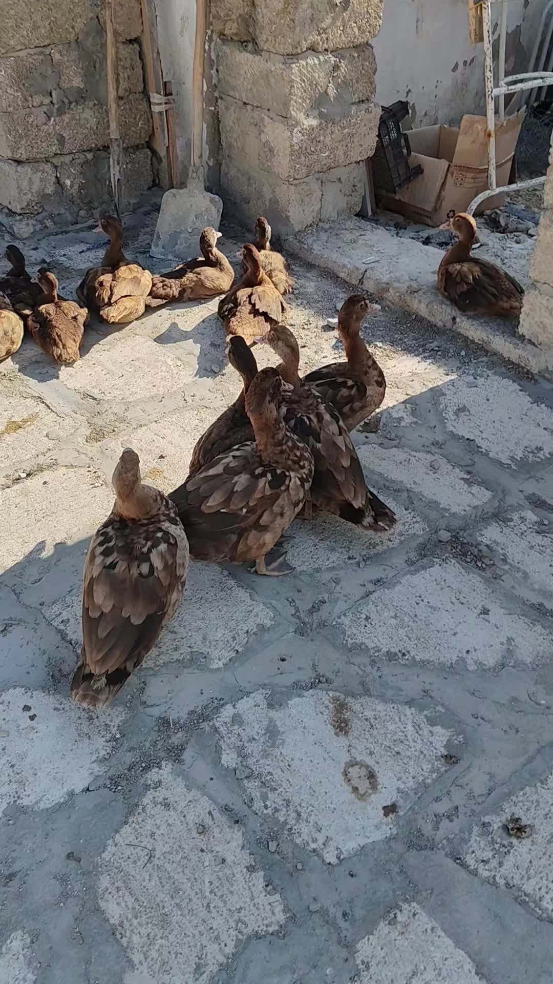 @MAŞTAĞA_QUŞCULUĞ