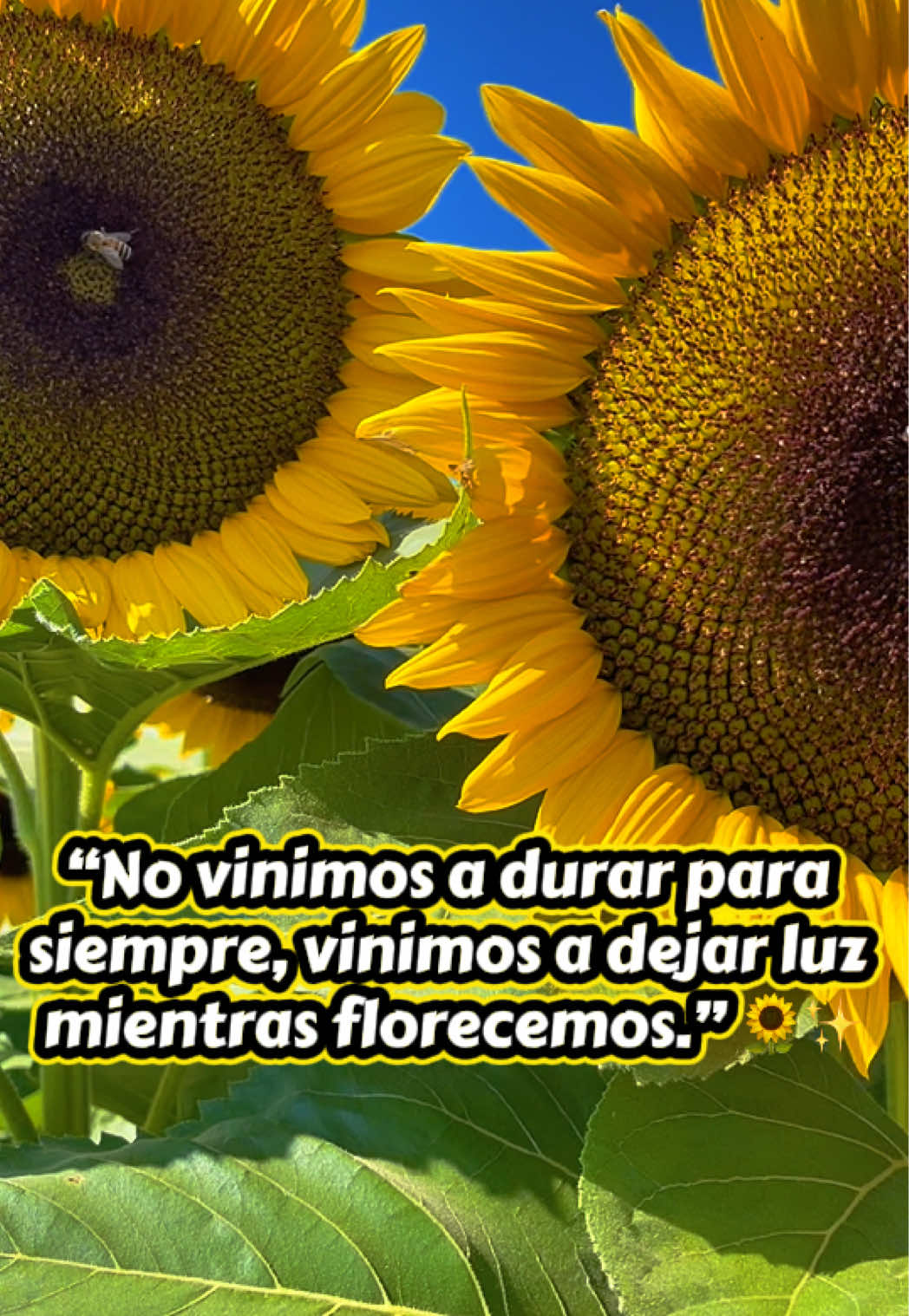 @🌻PUBLICATION🌻