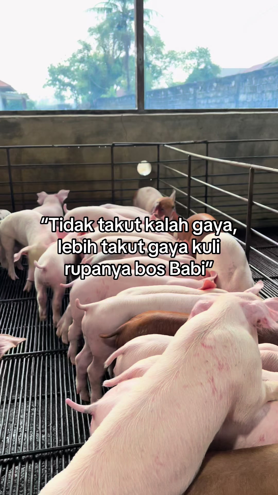 @Twinspiggyfarm01