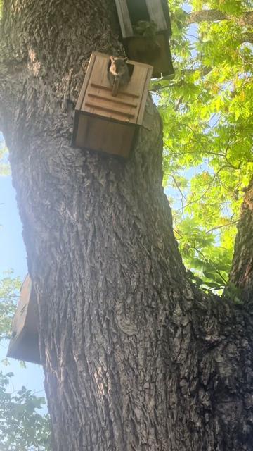 @Sarahsquirrels43🐿️