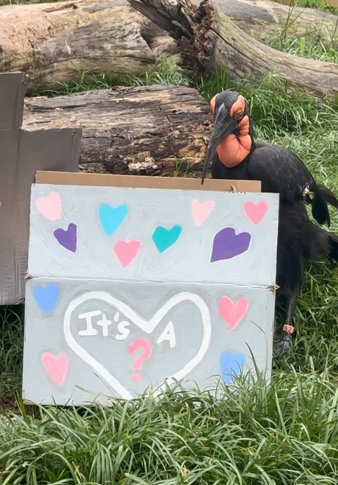 @memphiszoo