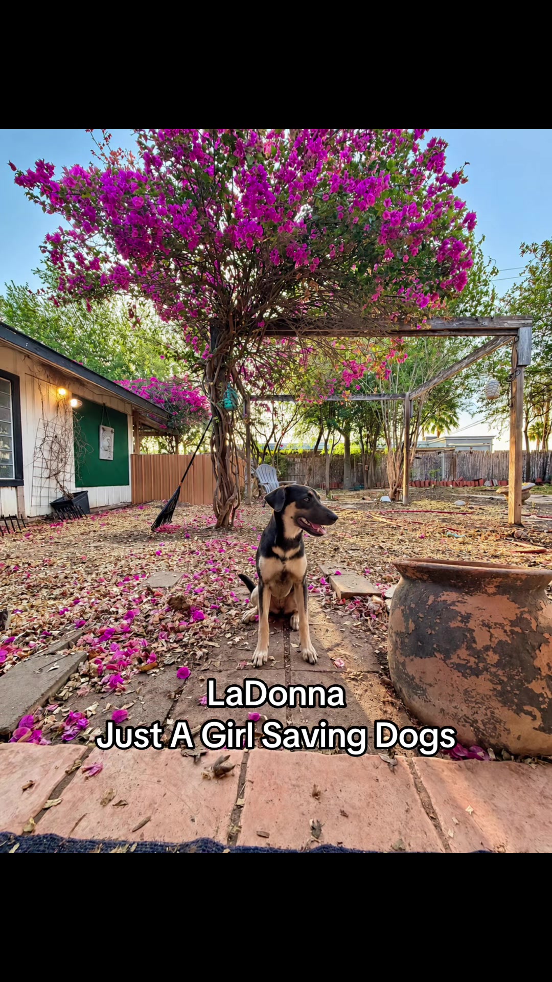 @Just A Girl Saving Dogs