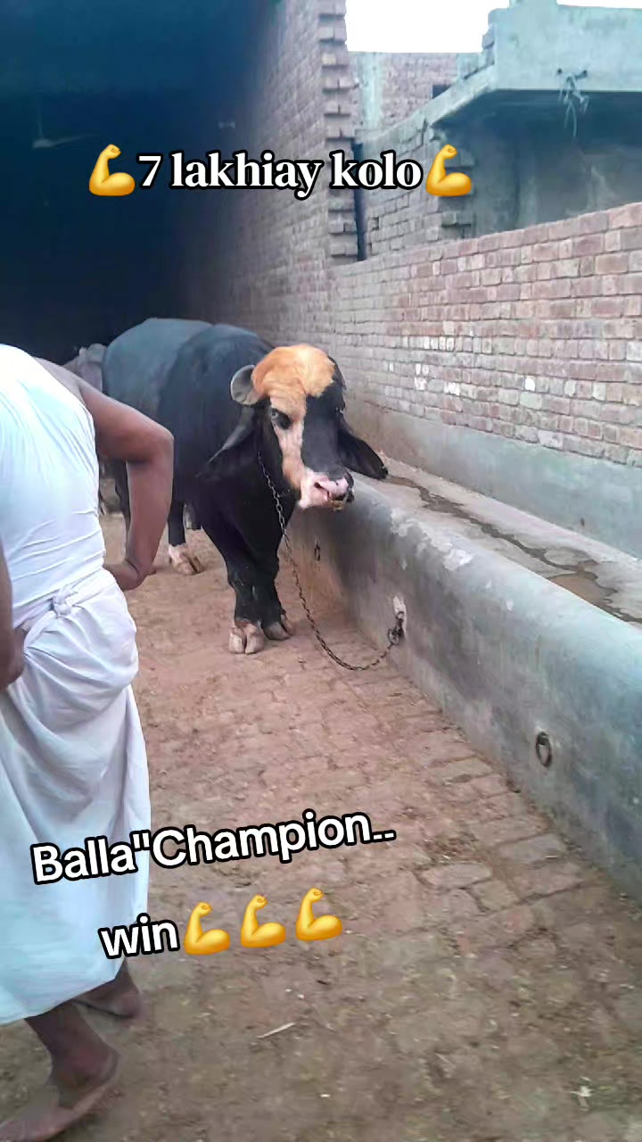 @Honey singh('gujjar')