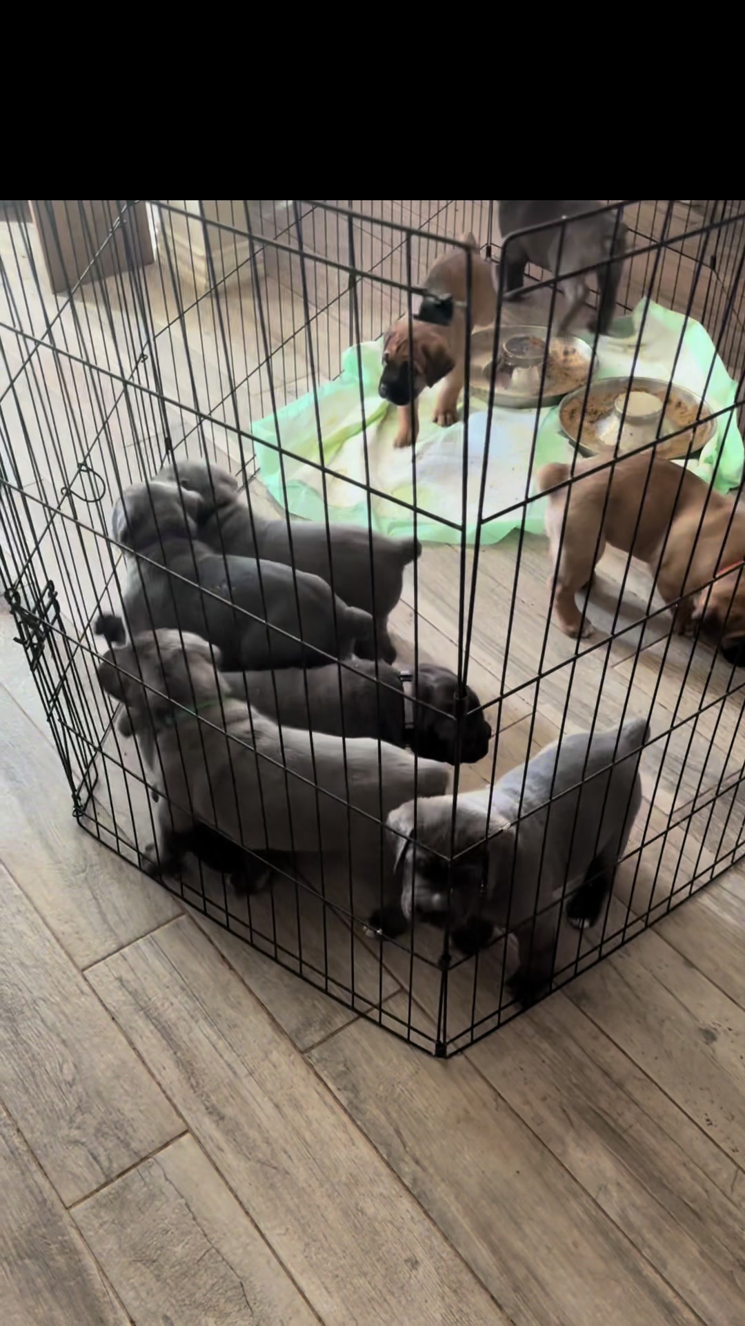 @AandMCaneCorsos