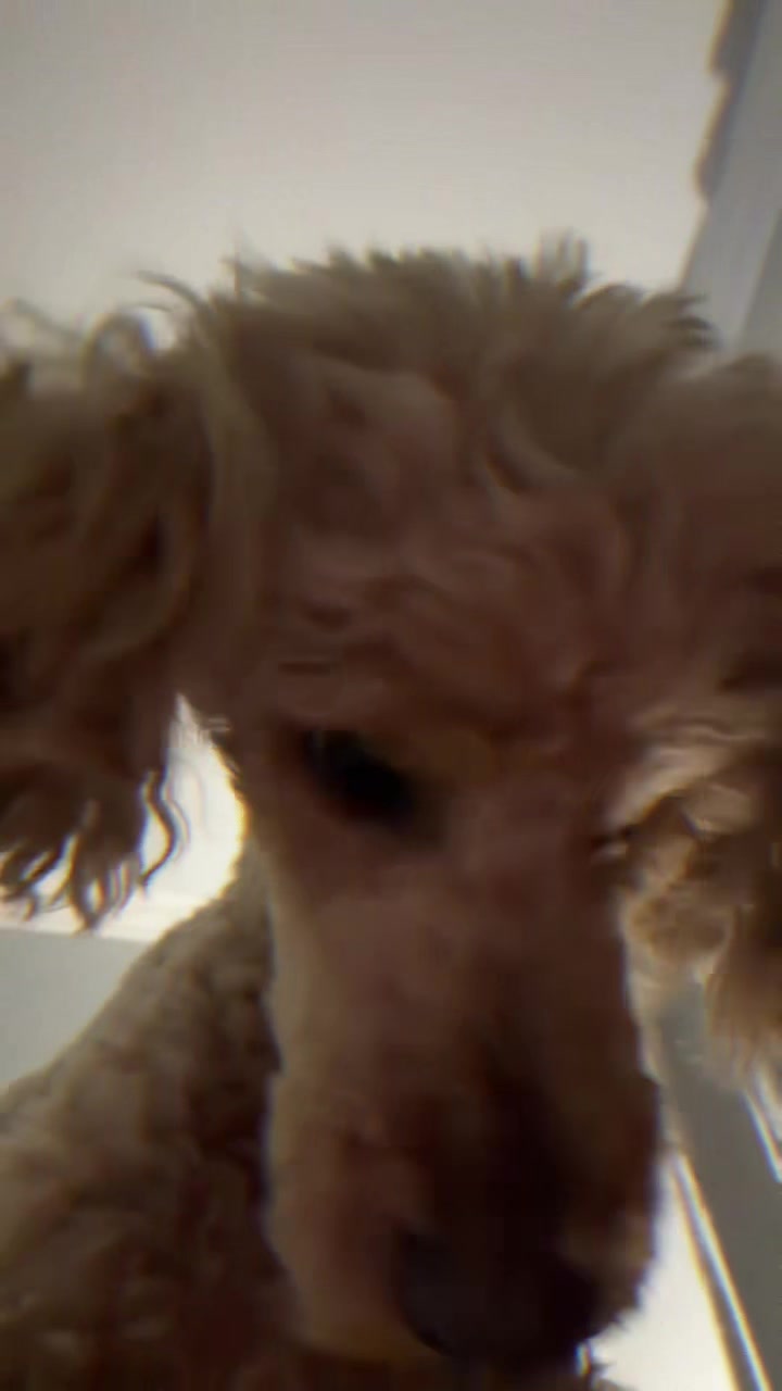 @NikoThePoodle