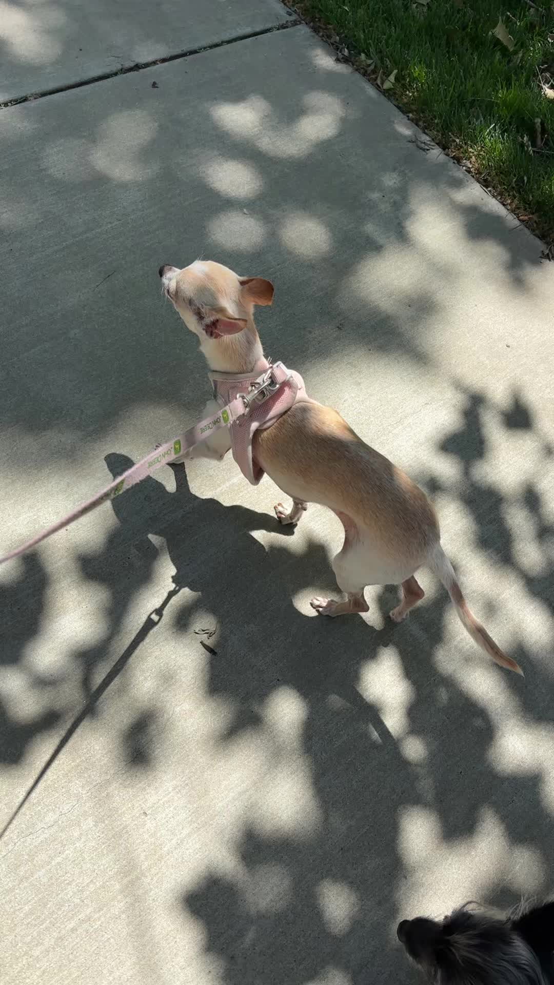 @preampetcare
