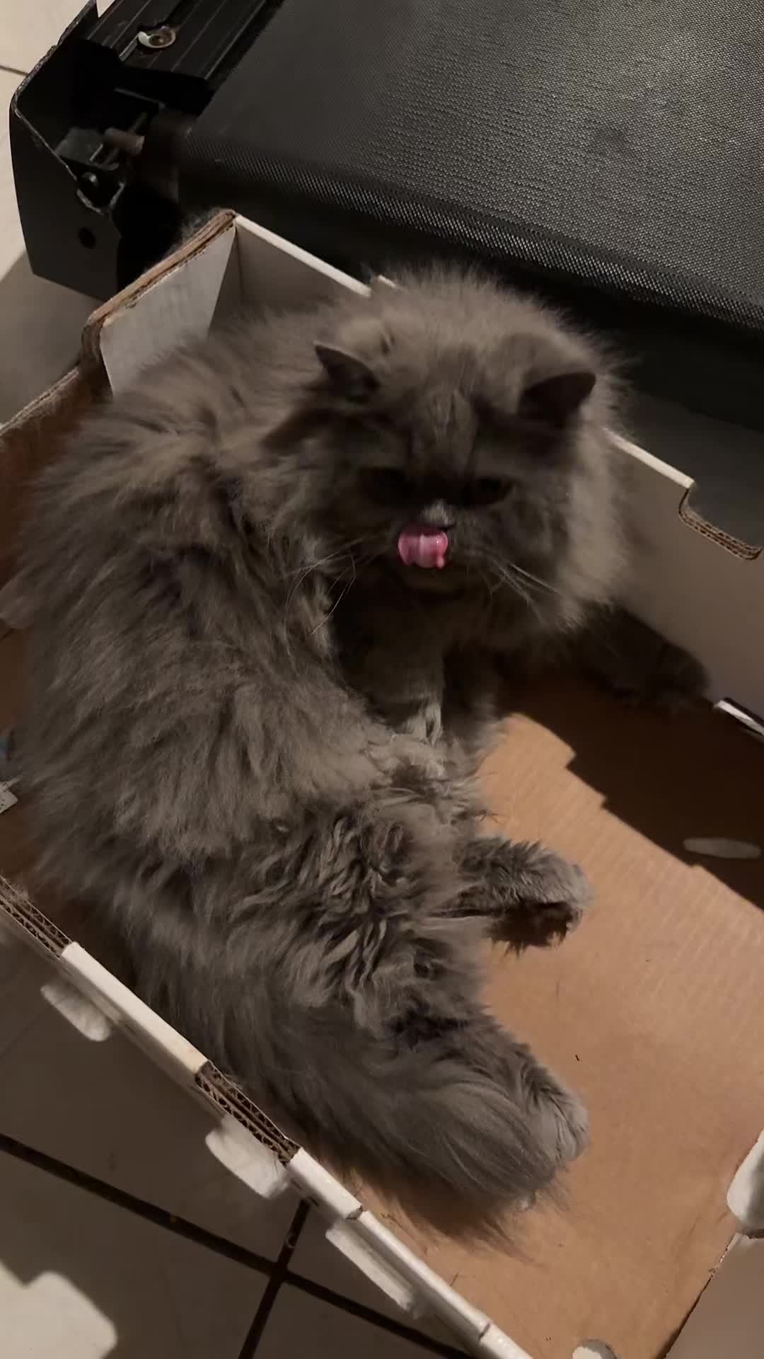 @mitchie_therogue