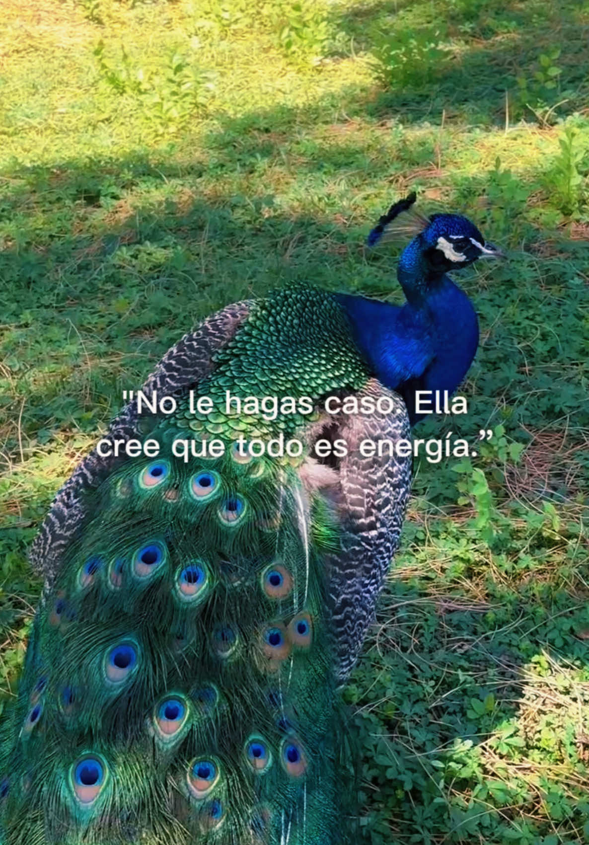 @Ony Velazco