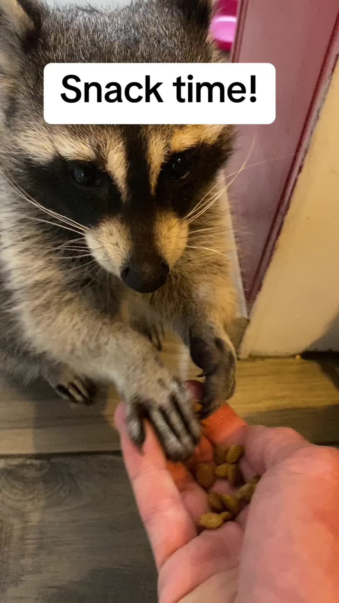 @Loki the raccoon